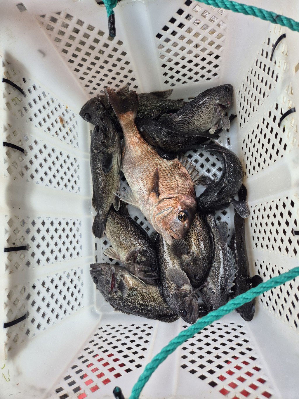 42c8cf1dcaa3240db0da0cba9a93b9b2_1750736256_5558.jpeg