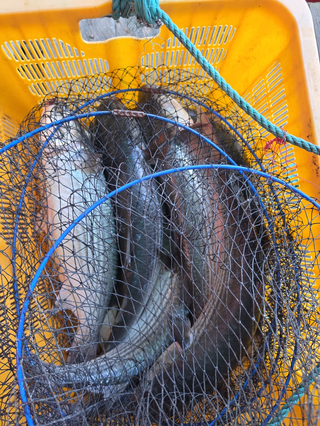 2f1f675b671dbed9178181aef9f73ed1_1789205311_9994.jpeg